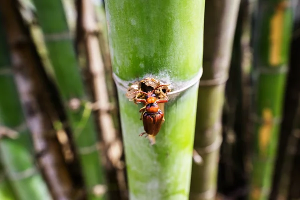 Dalda beetle, toprak tarafından pis — Stok fotoğraf