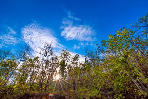 Regnskog med sunbeam — Stockfoto