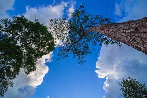 Boom opzoeken — Stockfoto