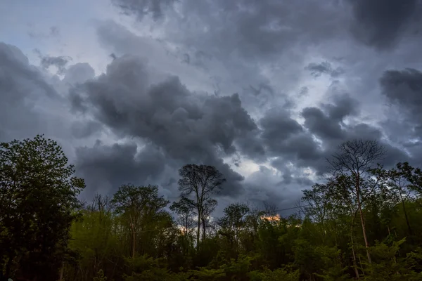 嵐雲の森 — ストック写真