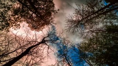 Bir huş ağaçları ararken. Zaman atlamalı