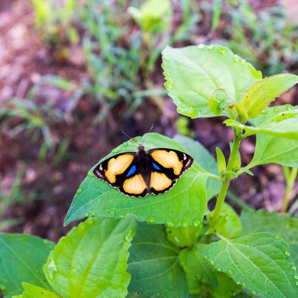 Żółty motyl Pansy na liściu — Zdjęcie stockowe