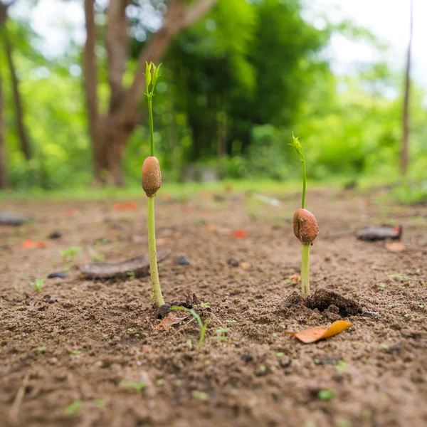 Bitki tohum büyüyen kavramı — Stok fotoğraf