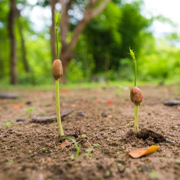 Concepto de cultivo de semillas — Foto de Stock