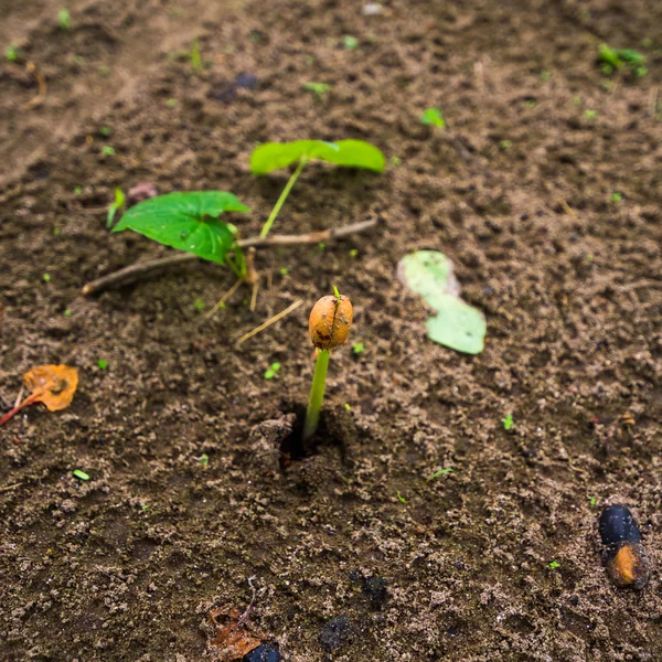 Concetto di coltivazione delle sementi vegetali — Foto Stock