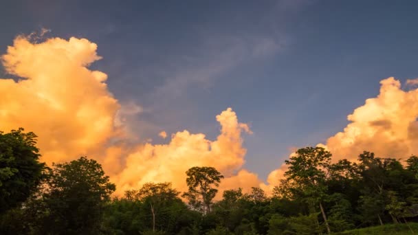 Coucher de soleil sur la forêt — Video