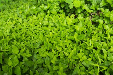 yaprak yeşil arka plan