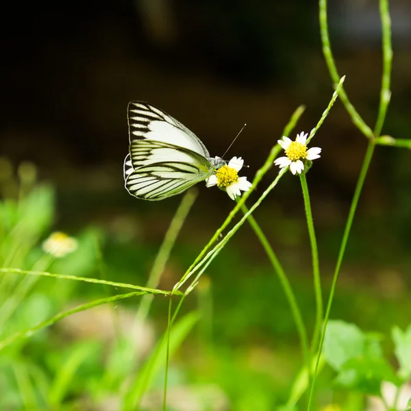 Mariposa en flores de colza — Foto de Stock