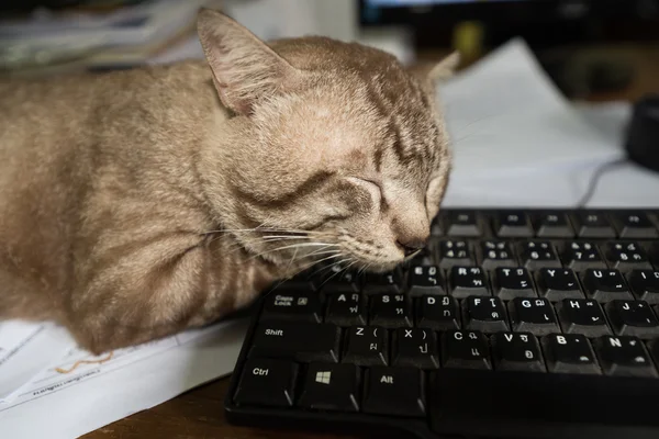 Pause at work, cat sleeping on keyboard — Stock Photo, Image