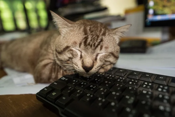 Pause at work, cat sleeping on keyboard — Stock Photo, Image