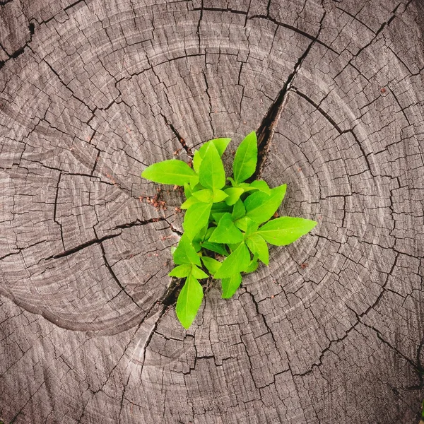 植物生长出一个树桩 — 图库照片