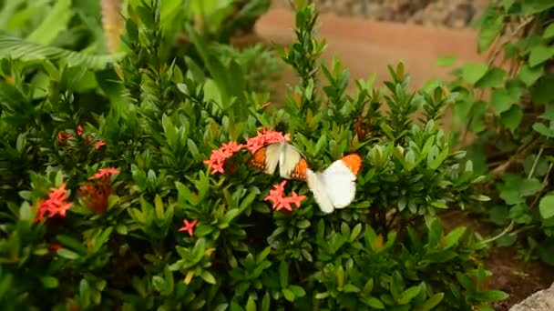 大橙色提示的蝴蝶，美丽的蝴蝶在自然 — 图库视频影像