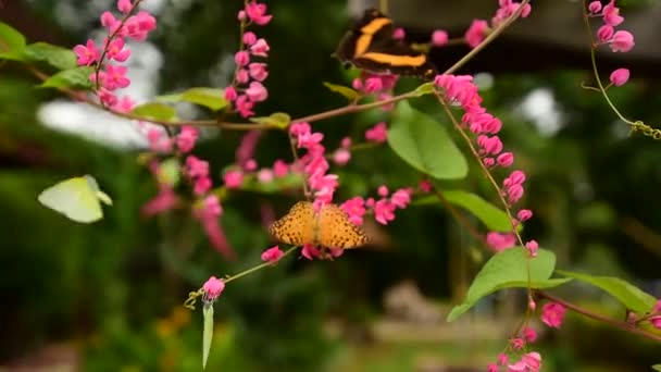 Beyaz kelebek mor dürüstlük kır çiçeği üzerinde yeşil damarlı — Stok video
