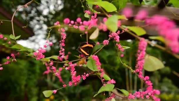 Vert veiné papillon blanc sur violet honnêteté fleur sauvage — Video