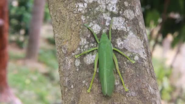 Є жіночий поширених правда Katydid (Pterophylla camellifolia) на дереві — стокове відео