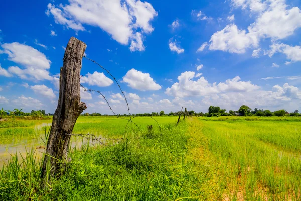 Rice field with blue sky — Stock Photo, Image