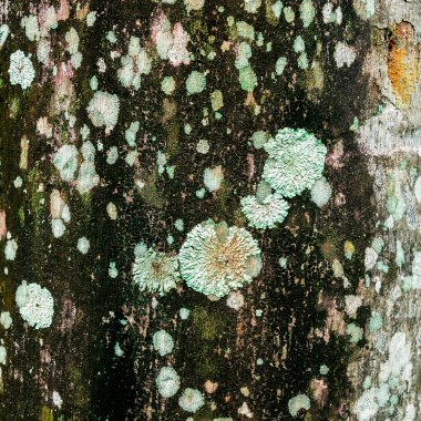 Lichen xanthoria parietina kabuğu üzerinde