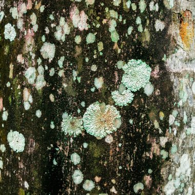 Lichen xanthoria parietina on the bark clipart