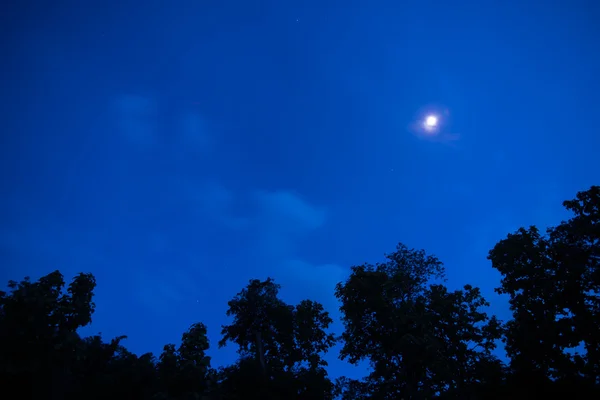 Księżyc świeci przez chmury i drzewa — Zdjęcie stockowe