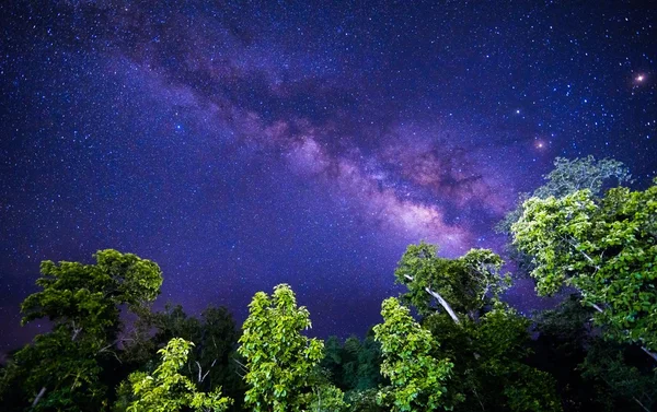 Vía Láctea y árboles en primer plano —  Fotos de Stock