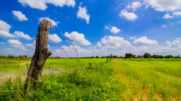 Драматические облака над зеленым рисовым полем — стоковое видео
