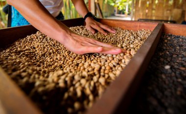 çiftçi elinde kuru kahve çekirdekleri