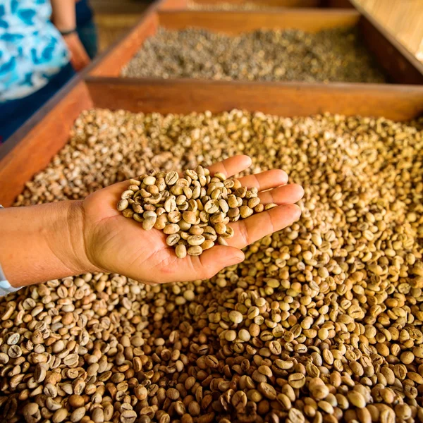 Сухі кавові зерна в руці фермера — стокове фото