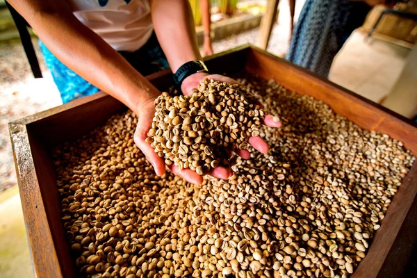 Grãos de café secos na mão do agricultor — Fotografia de Stock