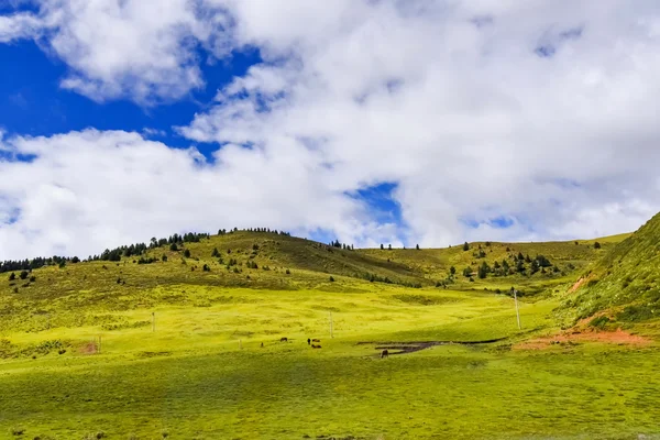 Średniogórze na drodze do Daocheng, Chaina — Zdjęcie stockowe