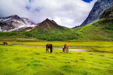 Yading doğa rezerv. ünlü bir manzara Daocheng, Sichuan, Çin.