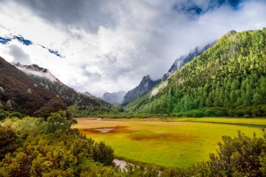 Landscape of autumn at Chongu pasture in Yading national level reserve, Daocheng, Sichuan Province, China. clipart