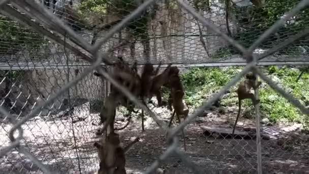 鉄のケースの猿は — ストック動画