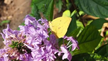 Kırmızı çiçeklerden Nektar emen Kelebek
