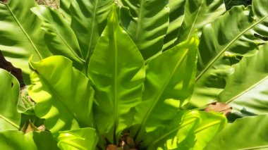 Kuş yuvası eğreltiotu (Asplenium nidus)