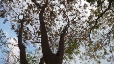 Gökyüzü ile sonbahar ağacına bakıyorum.
