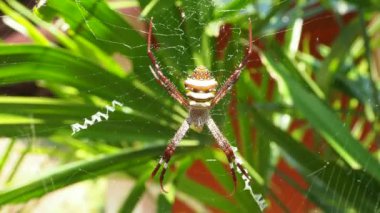 İnternette Argiope keyserlingi Örümceği