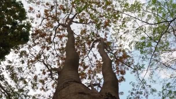 仰望秋天的树与天空 — 图库视频影像