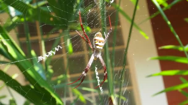 Argiope Keyserlingi Spider Web — 图库视频影像