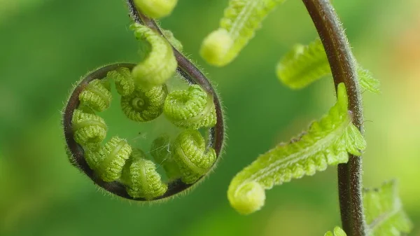 Nouvelle Fougère Spirale Dans Nature Fougères Nid Oiseau Feuilles Vertes Photo De Stock