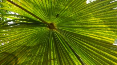 Arka plan palmiye yaprağı. Ayrıntılı palmiye yaprağı dokusunu kapat