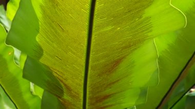 Yeşil yapraklı kuş yuvası eğreltiotu (Asplenium nidus)