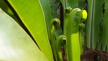 Doğada yeni sarmal yaprak eğreltiotu