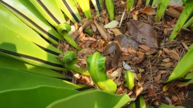 Doğada yeni sarmal yaprak eğreltiotu