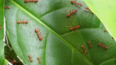 Yaprak yuvasındaki kırmızı karınca grubu
