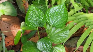 Doğada yeni yeşil yaprak bitkisi