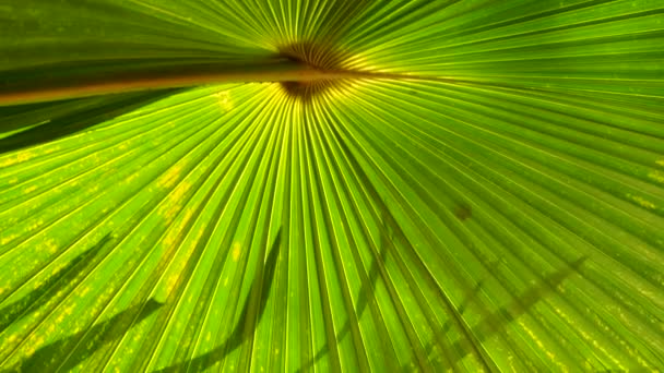 Лист Долоні Тла Крупним Планом Деталізація Текстури Пальмового Листя — стокове відео