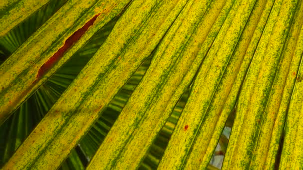 Sfondo Foglia Palma Dettaglio Ravvicinato Palm Leaf Texture — Video Stock