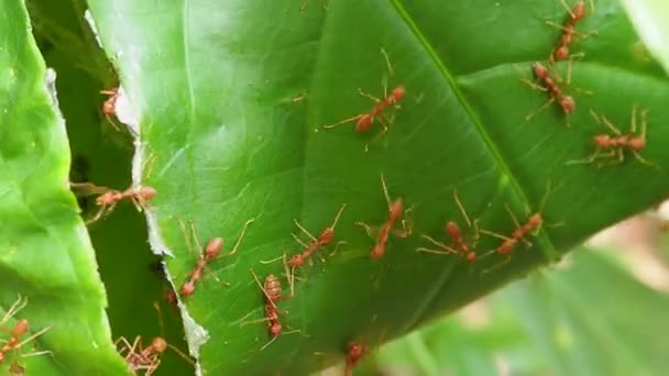 Ομάδα Κόκκινων Μυρμηγκιών Φωλιά Φύλλων — Αρχείο Βίντεο