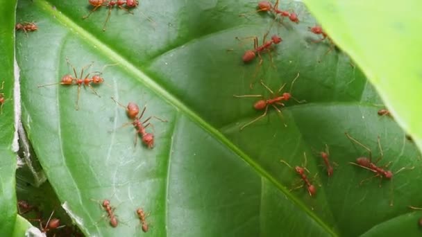 Gruppe Roter Ameisen Auf Blätternest — Stockvideo