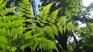 Eğrelti yaprağının altında güneş ışığı var.